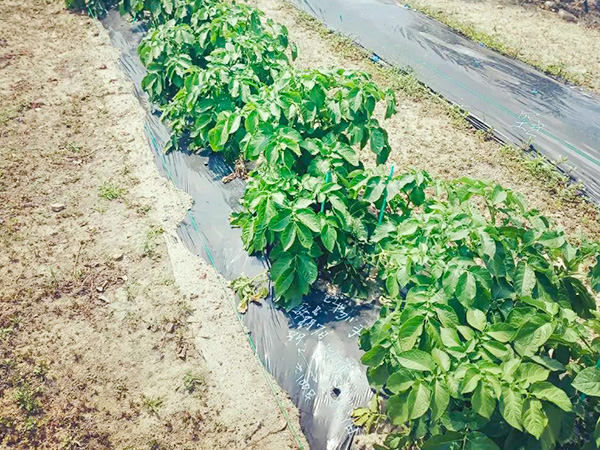 敷地内にある菜園では季節のお野菜を収穫できます