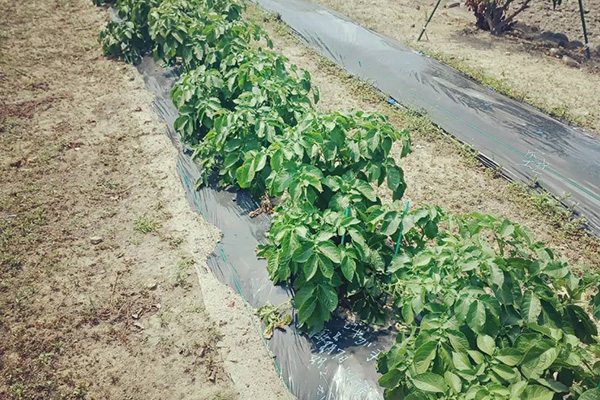 季節のお野菜を収穫できる菜園